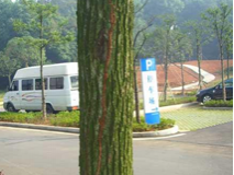 城市綠化樹(shù)木白蟻防治工程